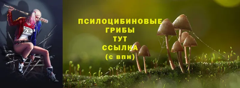 MEGA онион  Нелидово  Псилоцибиновые грибы Cubensis 